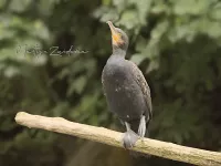 Aalscholvers [Phalacrocoracidae]